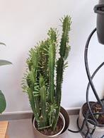 Cactusplant.     Zonder bloempot, Ophalen