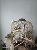 Grote kooi met 2 mooie kanaries, Dieren en Toebehoren, Ophalen
