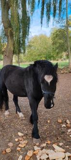 9 jarige merrie. Ongeveer 1,60m schoft., Dieren en Toebehoren, Pony's, Merrie