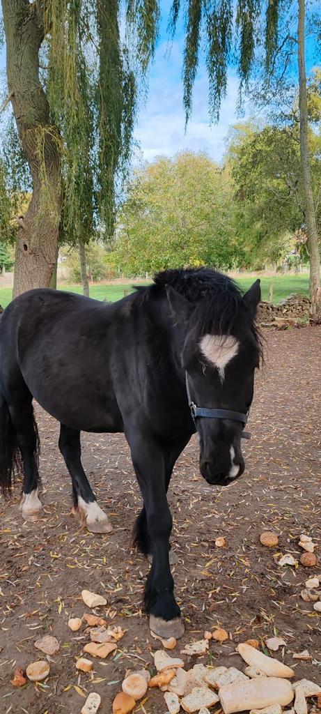 9 jarige merrie. Ongeveer 1,60m schoft., Dieren en Toebehoren, Pony's, Merrie
