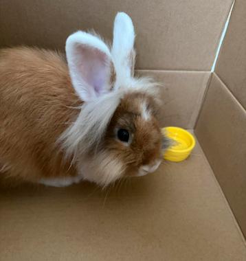 Leeuwenkop dwergkonijn