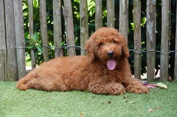 Prachtige medium labradoodle pups (multigen) beschikbaar voor biedingen