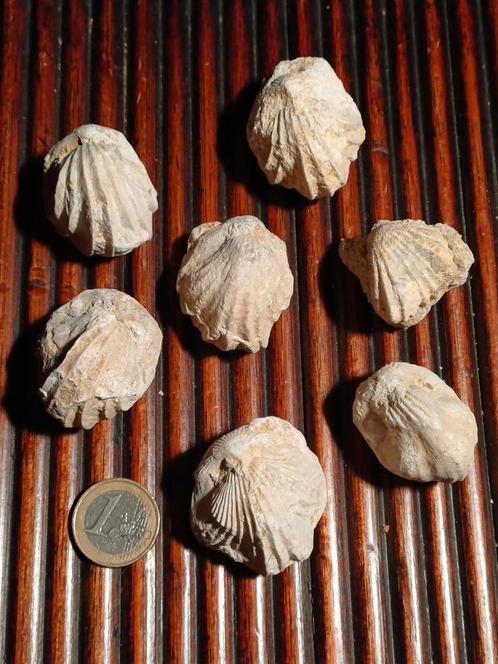 Lotje brachiopoda, Verzamelen, Mineralen en Fossielen, Fossiel, Ophalen of Verzenden