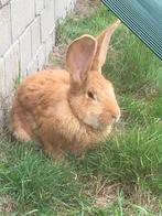Duitse reus ram, Dieren en Toebehoren, Konijnen, Mannelijk, Groot, 0 tot 2 jaar