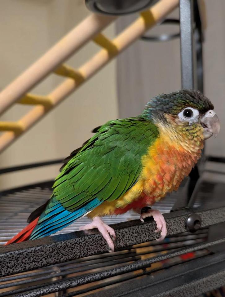 Baby pyrrhura niet tam, Dieren en Toebehoren, Vogels | Parkieten en Papegaaien, Papegaai, Meerdere dieren, Tam, Geringd