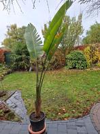 Strelitzia Nikolai, Tuin en Terras, Ophalen