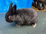 Kleurdwerg rammetje, Animaux & Accessoires, Lapins, Mâle, Nain, 0 à 2 ans