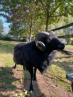 Ouessant ram, Dieren en Toebehoren