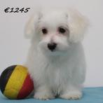 Maltezer - puppy's te koop (Belgisch), Dieren en Toebehoren, Honden | Chihuahua's en Gezelschapshonden, België, Maltezer, Handelaar