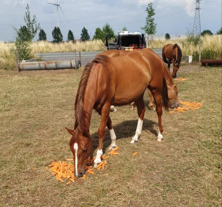 4 jarige spring merrie, Dieren en Toebehoren, Paarden, Merrie, Zadelmak, Minder dan 160 cm, 3 tot 6 jaar, Springpaard, Met stamboom