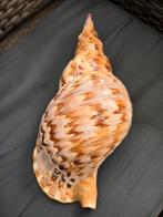 grote perfecte charonia tritonis, Verzamelen, Mineralen en Fossielen, Ophalen of Verzenden