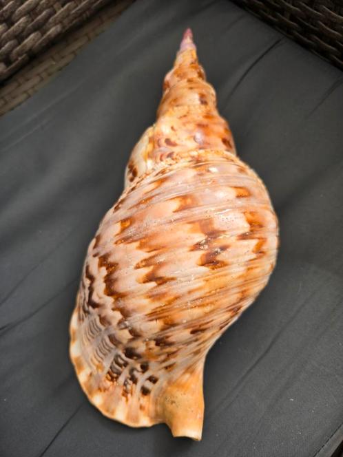 grote perfecte charonia tritonis, Verzamelen, Mineralen en Fossielen, Ophalen of Verzenden