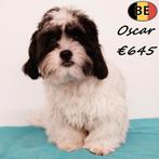 Oscar, Lhasa Apso reutje - te koop (Belgisch), Dieren en Toebehoren, Honden | Chihuahua's en Gezelschapshonden, België, 15 weken tot 1 jaar