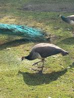 Zwartvleugel pauwen en blauwe pauwen, Overige soorten, Meerdere dieren