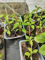 mattapeño peper plantjes, Tuin en Terras, Ophalen of Verzenden