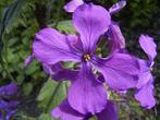 Judaspenning zaden, Lunaria annua, Verzenden, Zaad