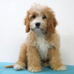 Cavapoo - pups te koop, CDV (hondenziekte), Meerdere, Meerdere dieren, Buitenland