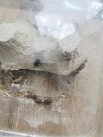 Blatte dubia nourriture pour des reptiles, Enlèvement ou Envoi