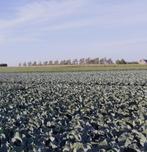 Gezocht land in seizoenpacht vr bloemkool 2026, Ophalen of Verzenden