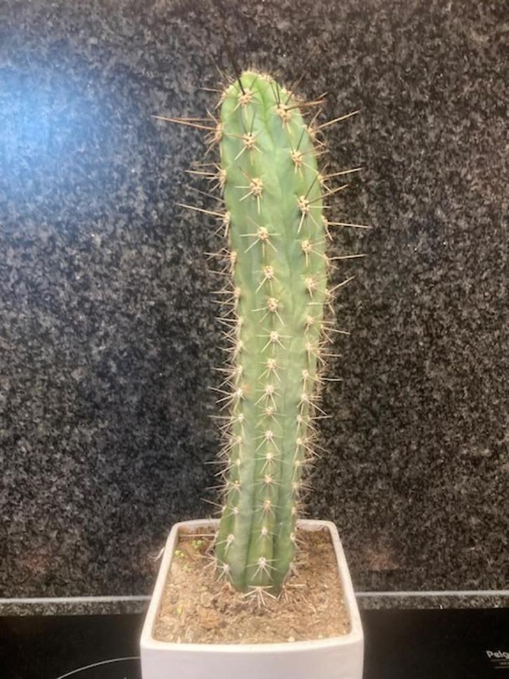 collectie cactussen, Huis en Inrichting, Kamerplanten, Cactus, Minder dan 100 cm, Groene kamerplant, Volle zon, In pot, Ophalen