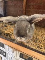 Konijnen te koop, Dieren en Toebehoren, Konijnen, Meerdere dieren, Klein, 0 tot 2 jaar