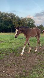 Merrieveulen van Devil 2000 z, Dieren en Toebehoren, Paarden, Merrie, Springpaard, Gechipt, Niet van toepassing