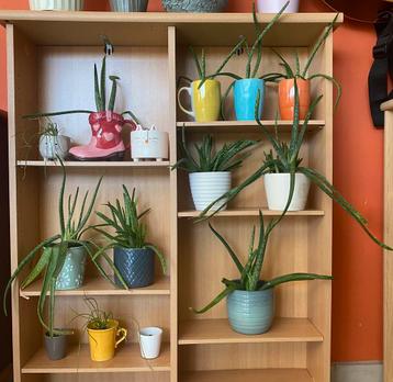 Aloe vera beschikbaar voor biedingen