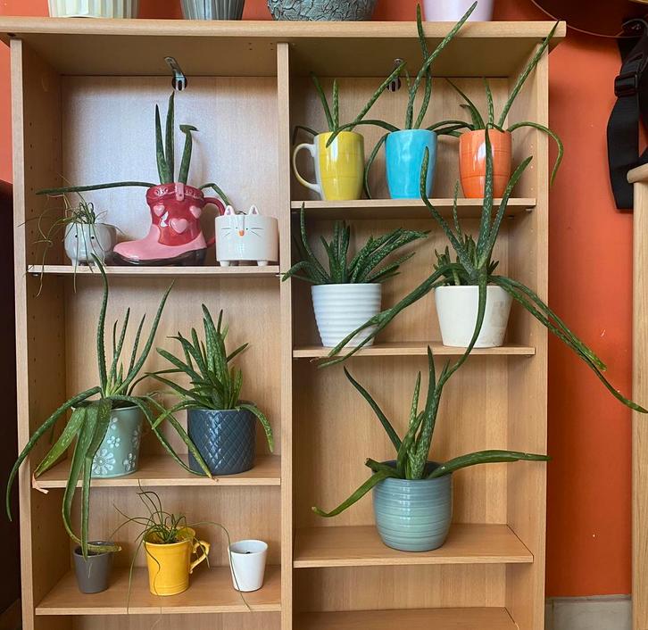 Aloe vera, Maison & Meubles, Plantes d'intérieur, Enlèvement