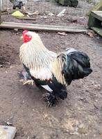 Beau coq argenté