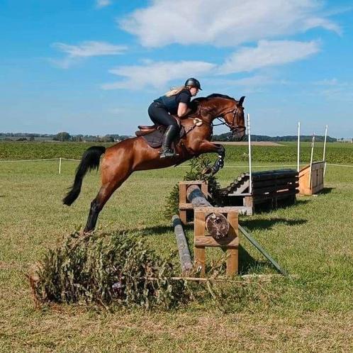 Zadelmak maken • Doorrijden • Trailer training, Dieren en Toebehoren, Paarden en Pony's | Verzorgingsproducten, Ophalen of Verzenden
