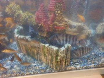 De beaux poissons d'aquarium à vendre !