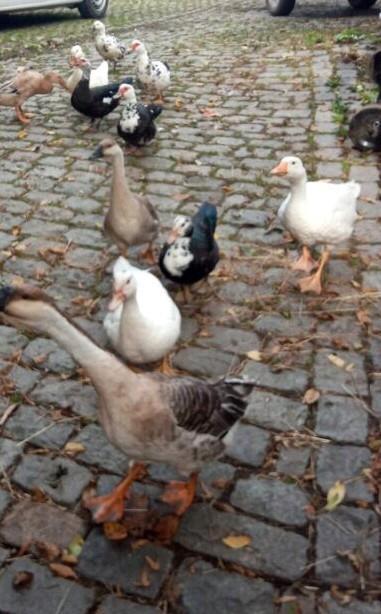 Gratis opvang Ganzen en Eenden, Animaux & Accessoires, Volatiles