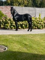 Hulp bij verzorging van pony’s en paarden., Dieren en Toebehoren, Ophalen of Verzenden, Zo goed als nieuw