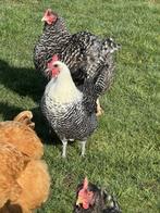 Zilver brakel, Dieren en Toebehoren