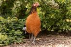 Vorwerk kippen jonge hennen beschikbaar, Poule ou poulet, Femelle