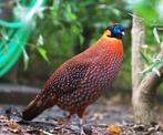 Faisans tragopans de Temminck, Juillet, Plusieurs animaux