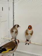 Koppel grote distelvinken (putters)