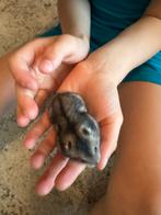 Hamsters, Dieren en Toebehoren, Knaagdieren, Hamster, Juni, Meerdere dieren, Tam