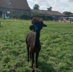 Alpaca merrie en hengst, Dieren en Toebehoren, Overige Dieren, Meerdere dieren