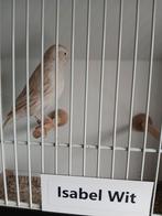 Isabel wit mannen  2025, Dieren en Toebehoren, Vogels | Kanaries