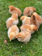 Eendagskuikens :deechte bruine legkip., Dieren en Toebehoren, Pluimvee