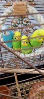 Vogels, Dieren en Toebehoren
