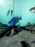 Cichlidès Malawi couple placidochromis white lips, Animaux & Accessoires, Poissons | Poissons d'aquarium