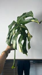 Monstera Thai constellation, Huis en Inrichting, Ophalen of Verzenden