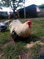 Mooi kriel haantje gaat alleen maar weg voor 5Sterren huisje, Dieren en Toebehoren, Pluimvee, Mannelijk, Kip