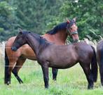 PRE merrie jaarling, Dieren en Toebehoren, Paarden, Merrie, Minder dan 160 cm, Gechipt, Niet van toepassing