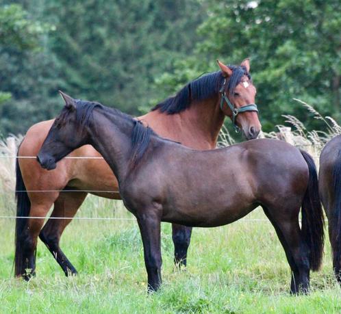 PRE merrie jaarling, Dieren en Toebehoren, Paarden, Merrie, Niet van toepassing, Minder dan 160 cm, 0 tot 2 jaar, Met stamboom