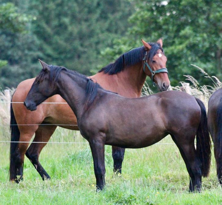 PRE merrie jaarling, Dieren en Toebehoren, Paarden, Merrie, Niet van toepassing, Minder dan 160 cm, 0 tot 2 jaar, Met stamboom