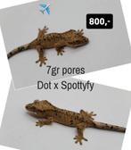 Poss 1.0 inkspot Superdalmatian wimpergekko baby, Dieren en Toebehoren, Reptielen en Amfibieën, Hagedis, Tam, 0 tot 2 jaar