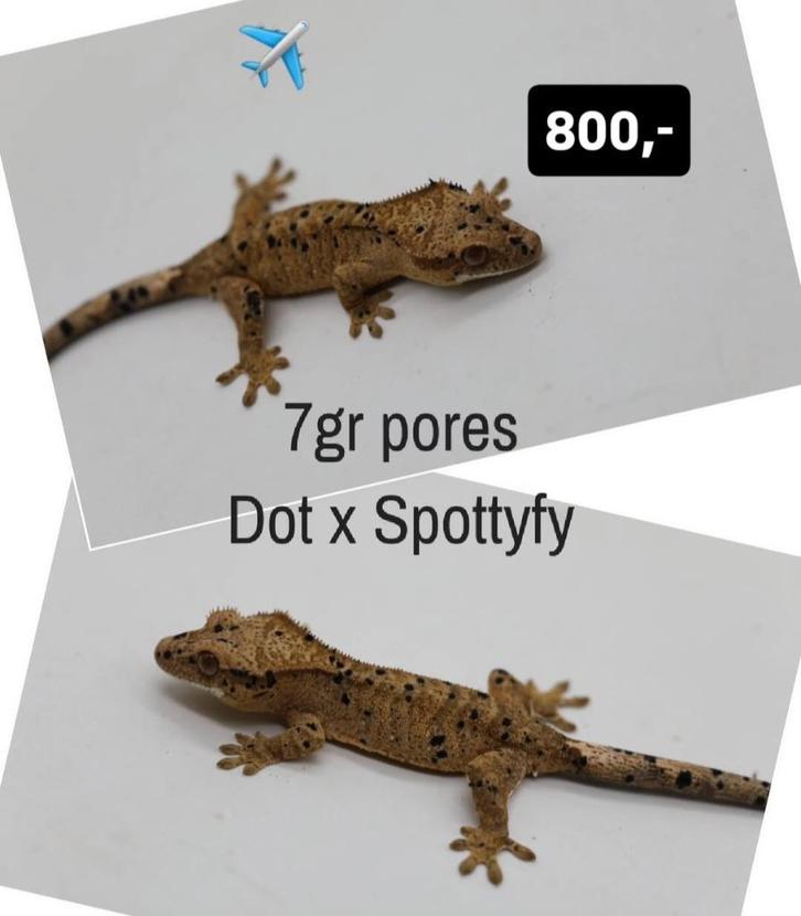 Poss 1.0 inkspot Superdalmatian wimpergekko baby, Dieren en Toebehoren, Reptielen en Amfibieën, Hagedis, 0 tot 2 jaar, Tam